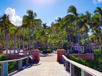 Footpath amidst palm trees against sky