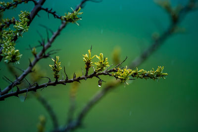 Beautiful fresh, green spring leaves on the branches. natural scenery of trees in spring.