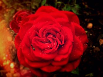 Close-up of red rose