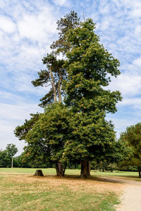 Trees on field against sky