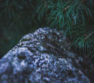 Close-up of lizard on rock