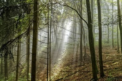 Trees in forest