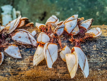 High angle view of shells on beach