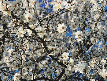 Low angle view of cherry blossom