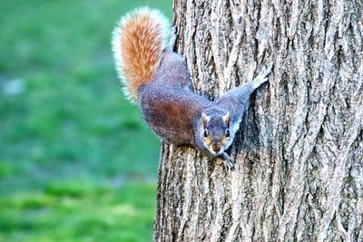 Close-up of squirrel on tree trunk