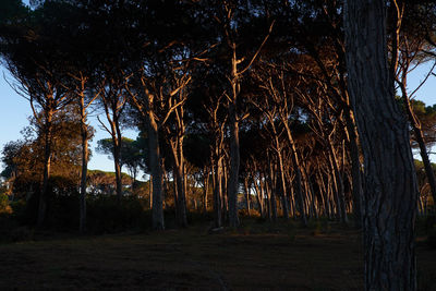 Trees against sky