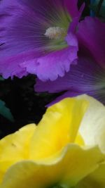 Close-up of yellow hibiscus blooming outdoors