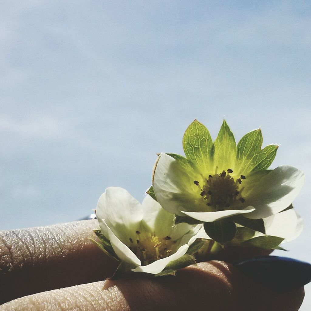 flower, low angle view, sky, freshness, fragility, nature, close-up, beauty in nature, day, white color, part of, cropped, petal, outdoors, growth, flower head, sunlight, no people, copy space, plant