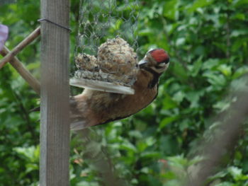 Close-up of bird perching on a tree