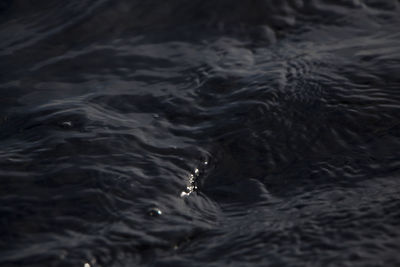 Full frame shot of turtle swimming in water