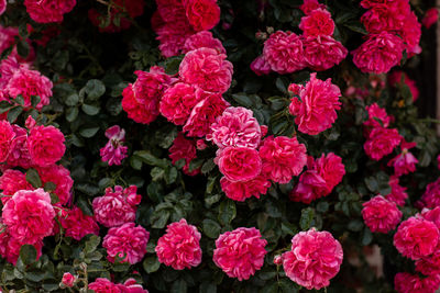 Close-up of pink flowering plants