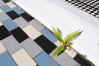 High angle view of plant on tiled floor