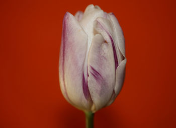 Close-up of red rose against orange background