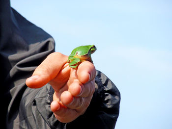 Close-up of hand holding frog