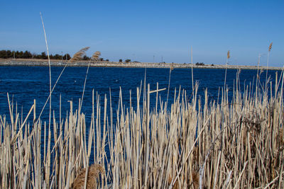 Scenic view of sea against clear blue sky