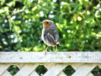 Close-up of bird perching on wood