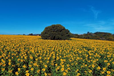 Scenic view of oilseed rape field against sky