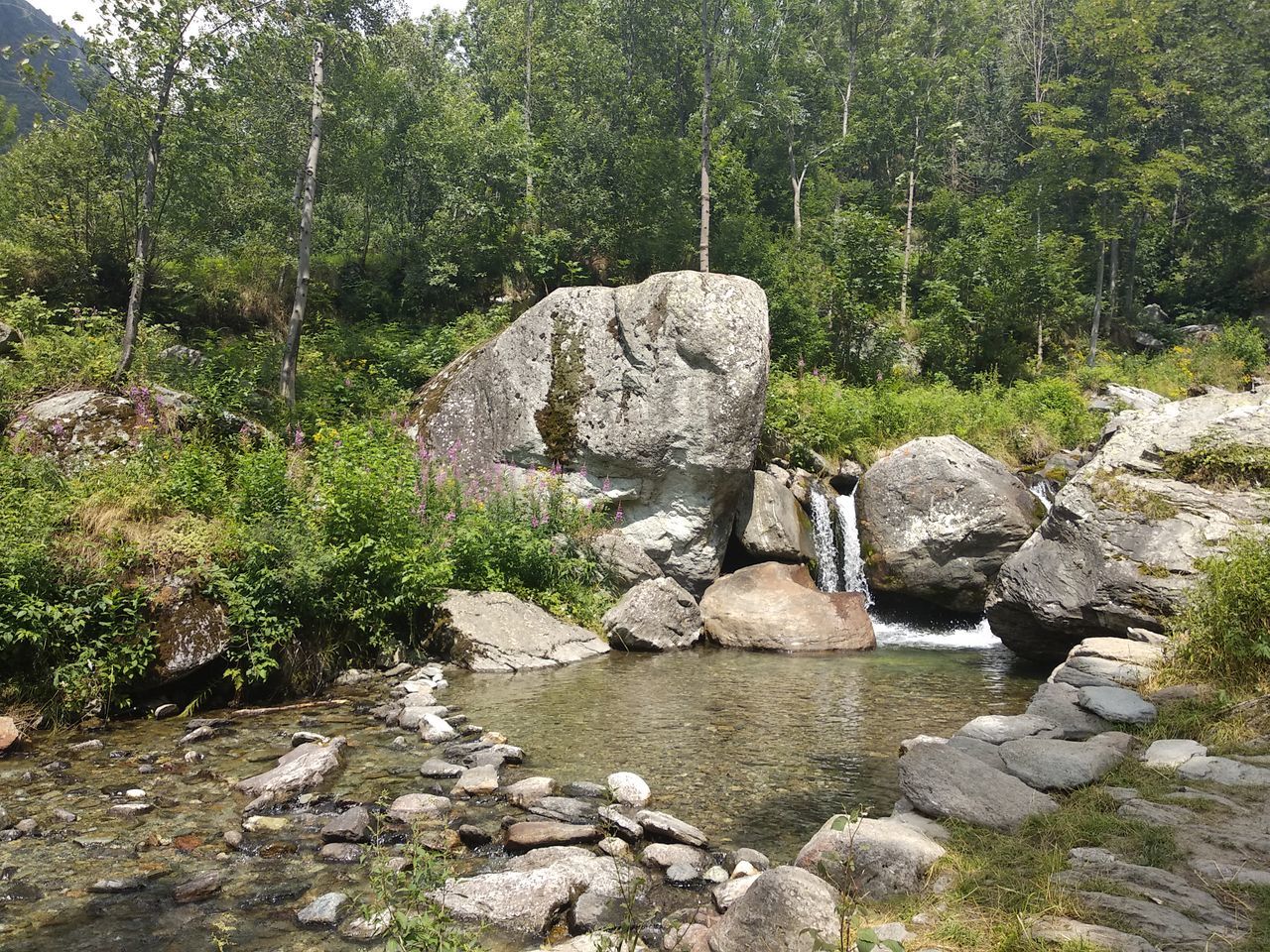 rock, plant, solid, rock - object, tree, nature, water, forest, land, beauty in nature, tranquility, growth, no people, day, tranquil scene, non-urban scene, scenics - nature, stone - object, environment, outdoors, stream - flowing water, flowing water, flowing