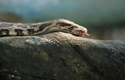 Close-up of snake on log at zoo