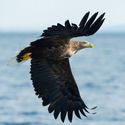 Bird flying over sea