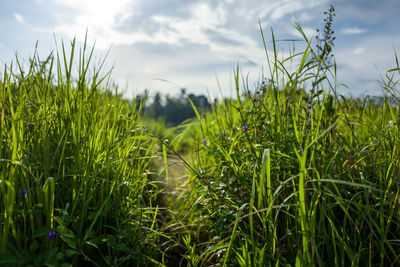 Close-up of wheat field against sky