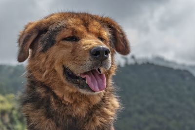 Close-up of a dog looking away