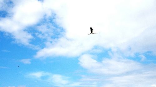 Low angle view of eagle flying in sky