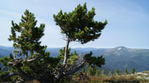 Trees growing on mountain against sky