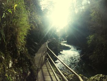 Sun shining through trees