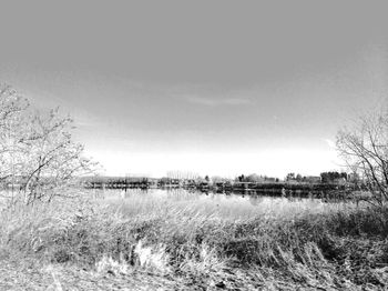 Scenic view of field against clear sky