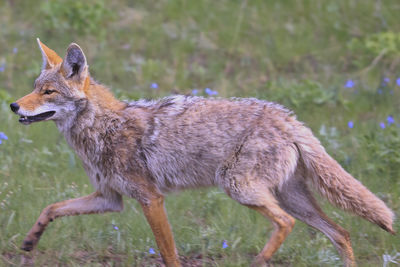 Close up of a coyote running though a field