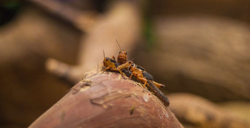 Close-up of insect on hand