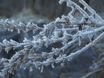 Close-up of ice