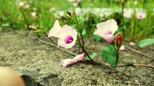 Close-up of flowers blooming outdoors