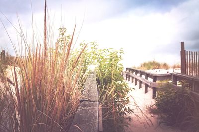 Plants growing on field against sky