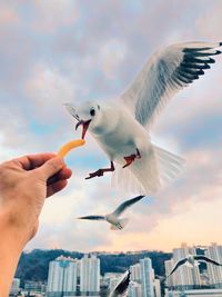 Low angle view of seagulls flying against sky