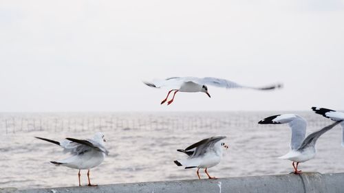 Seagulls flying over sea