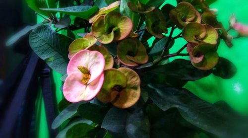 Close-up of pink flowering plant