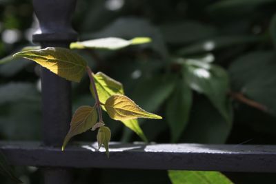 Close-up of leaves