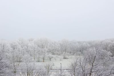 Bare trees against clear sky during winter