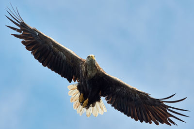 Low angle view of eagle flying in sky