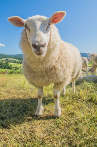 Portrait of sheep standing on field