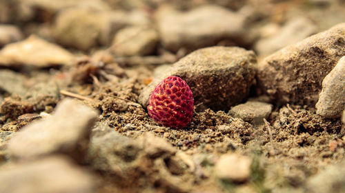 Close-up of blackberries growing on rock