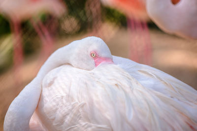 Greater flamingo burrying its face into feathers, chonburi, thailand