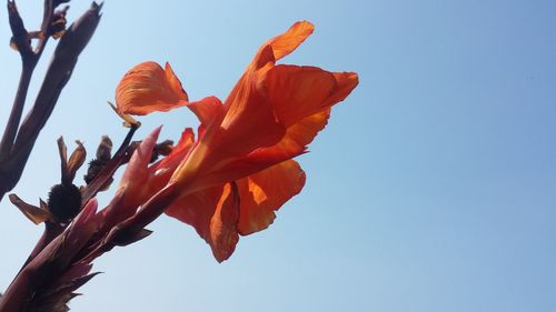 Close-up of orange day lily against clear sky