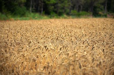 Harvest time in the catalan countryside