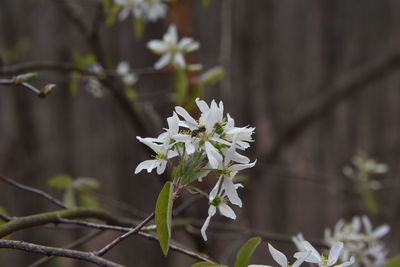 Close-up of white flowering plant