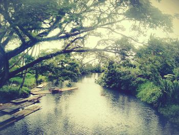 Scenic view of forest