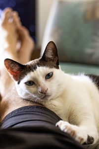 Close-up portrait of a cat