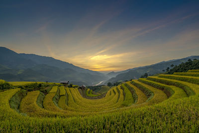 Scenic view of agricultural field against sky during sunset